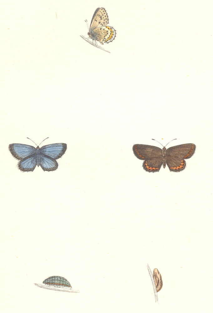 Associate Product BUTTERFLIES. Silver-Studded Blue (Morris) 1890 old antique print picture