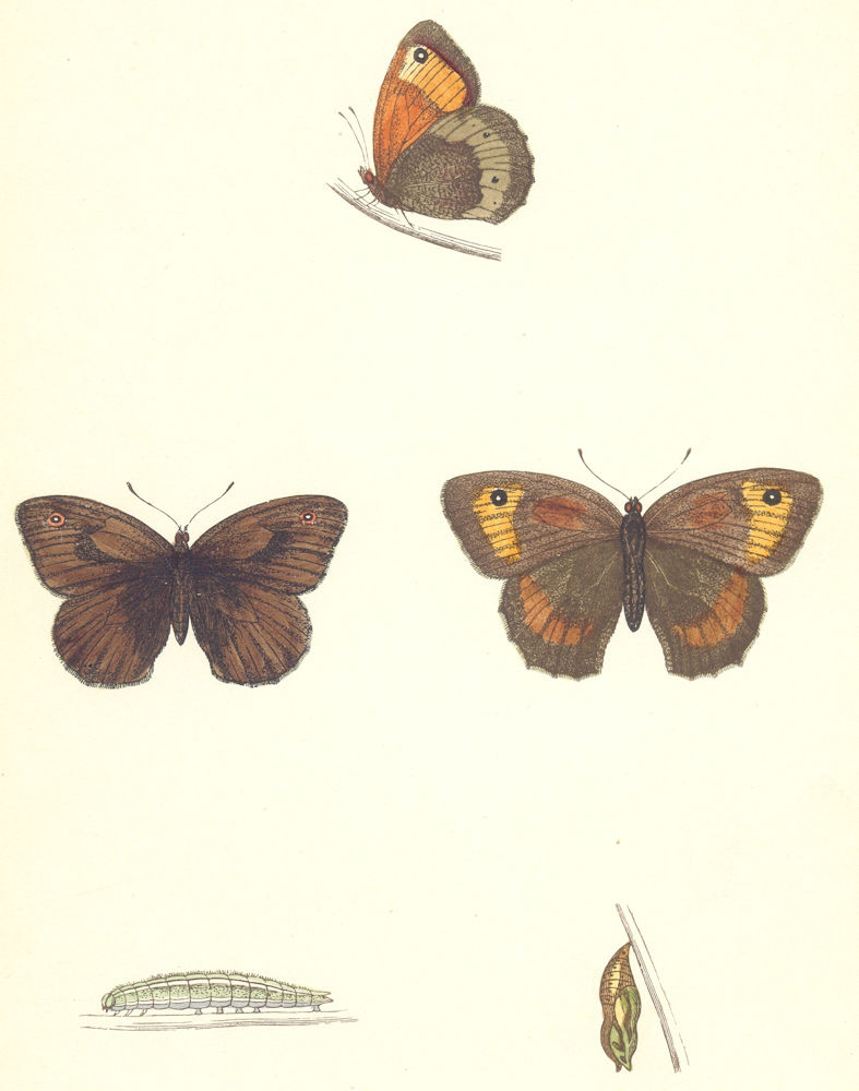 Associate Product BUTTERFLIES. Large Meadow Brown (Morris) 1870 old antique print picture