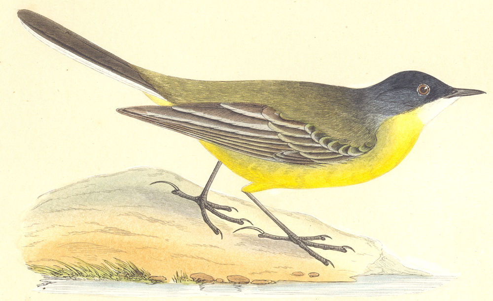 Associate Product BIRDS. Black- Headed Yellow Wagtail (Bree) 1859 old antique print picture