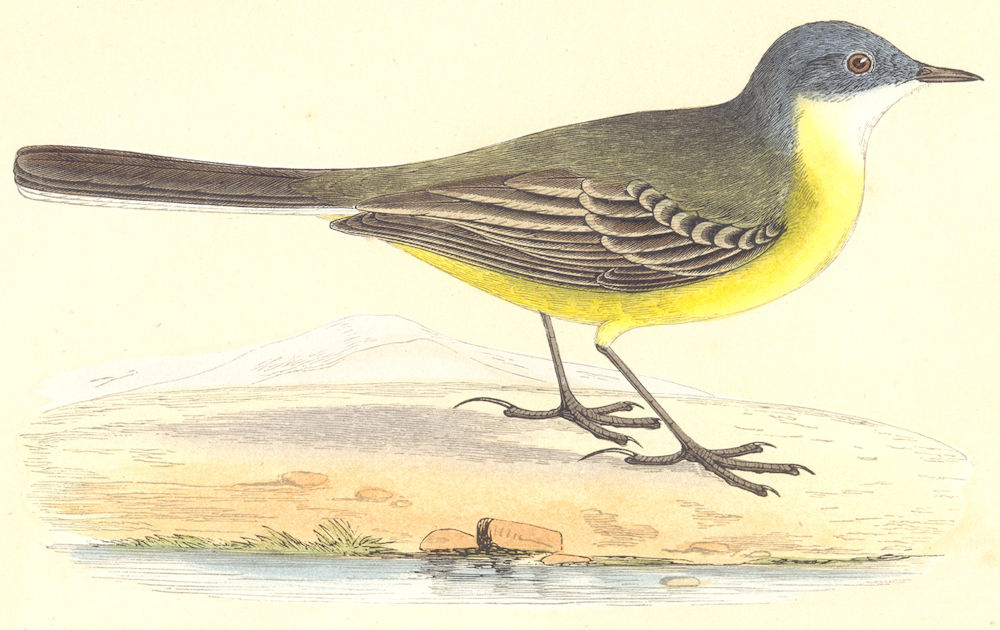 Associate Product BIRDS. Grey- Headed Yellow Wagtail (Bree) 1859 old antique print picture
