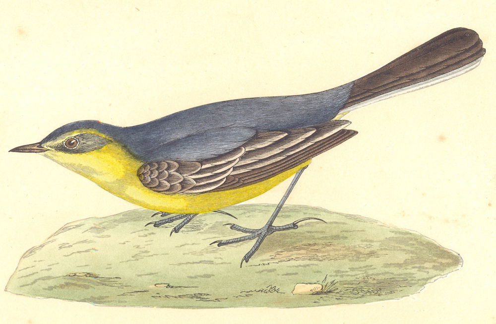 Associate Product BIRDS. Yellow- Headed Wagtail (Bree) 1859 old antique vintage print picture