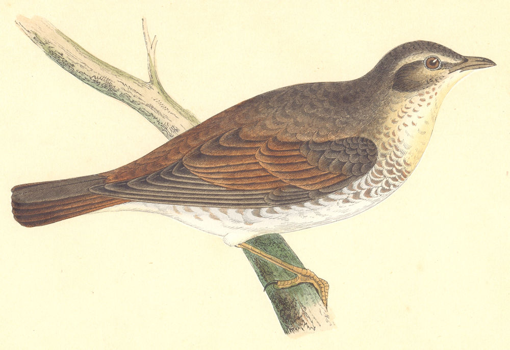 Associate Product BIRDS. Naumann's Thrush (Bree) 1859 old antique vintage print picture