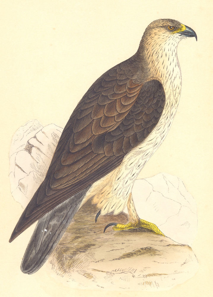 Associate Product BIRDS. Bonelli's Eagle (Bree) 1859 old antique vintage print picture