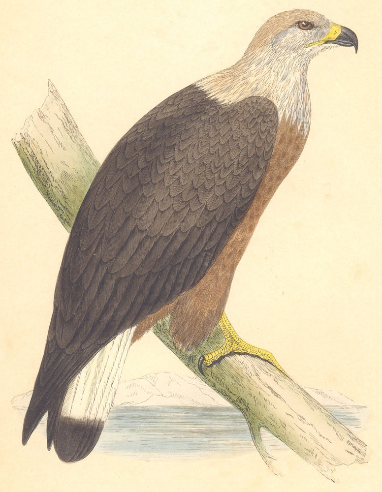 BIRDS. Pallass Sea Eagle (Bree) 1859 old antique vintage print picture