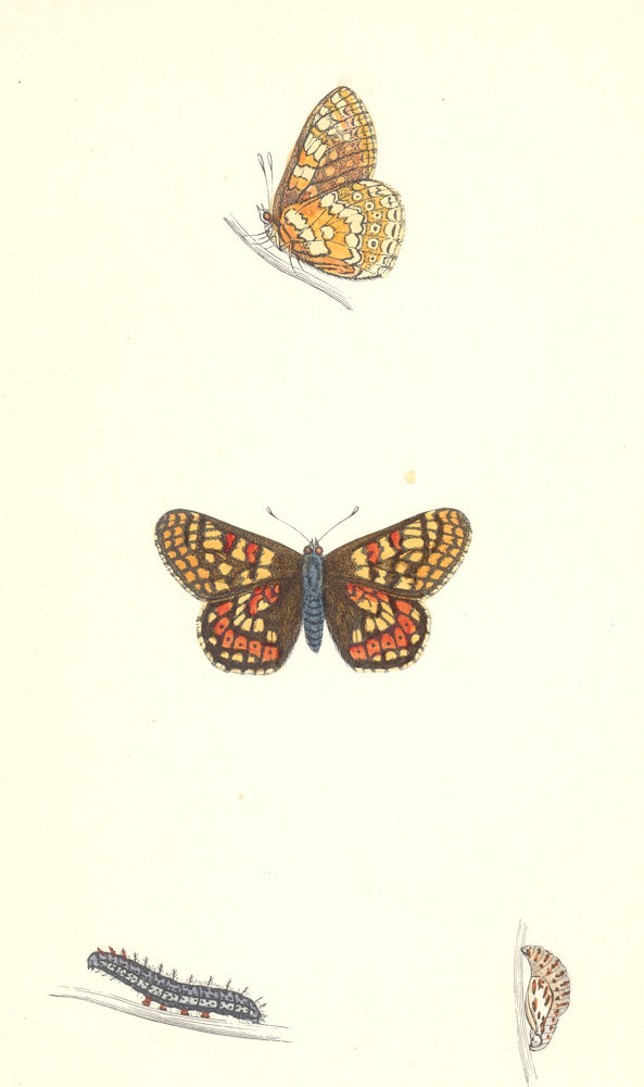 Associate Product BUTTERFLIES. Greasy Fritillary (Morris) 1870 old antique vintage print picture