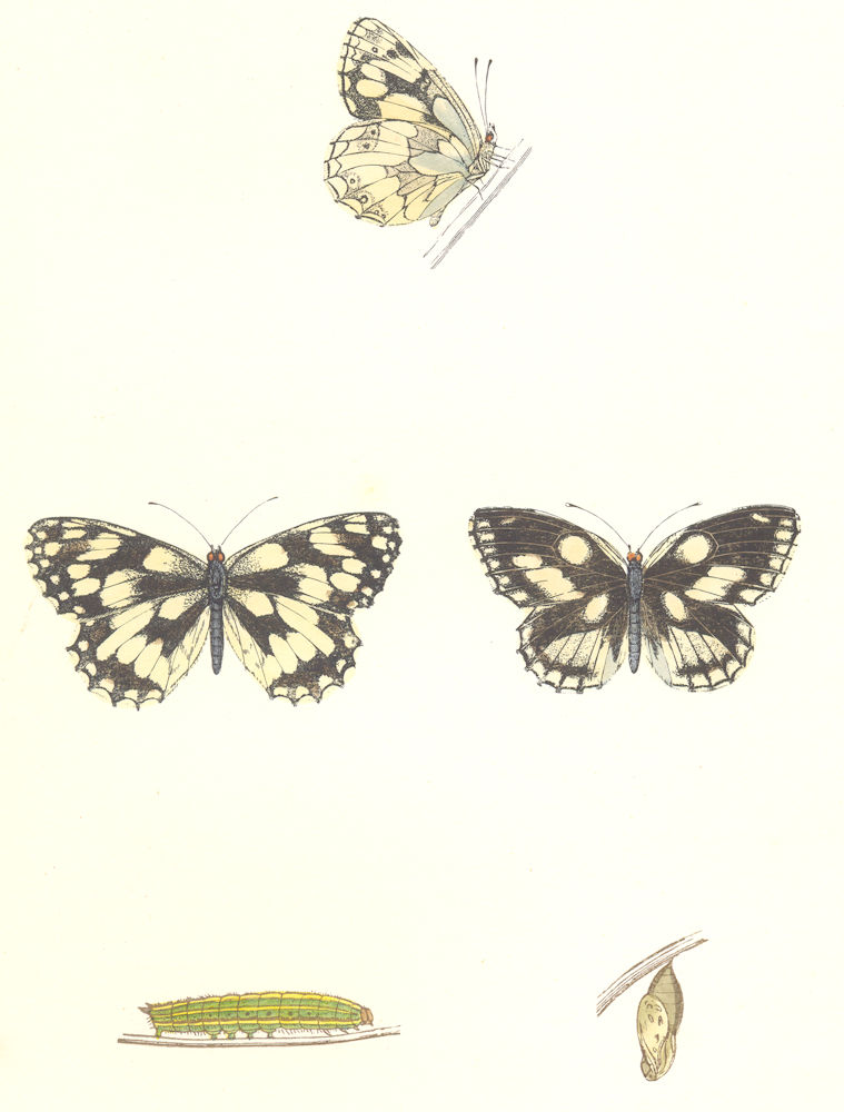 Associate Product BUTTERFLIES. Marbled White (Morris) 1895 old antique vintage print picture