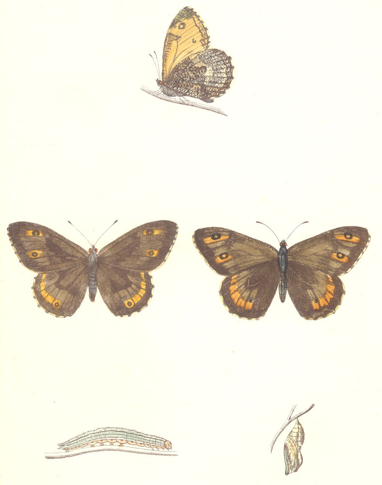 Associate Product BUTTERFLIES. Rock Eyed Underwing (Morris) 1895 old antique print picture