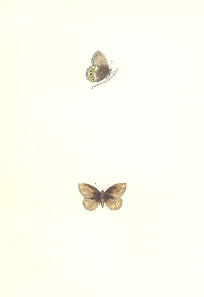 Associate Product BUTTERFLIES. Silver Bordered Ringlet (Morris) 1895 old antique print picture