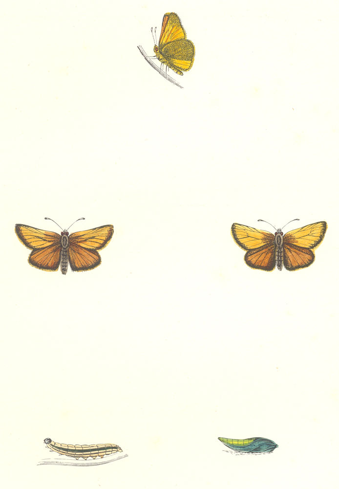Associate Product BUTTERFLIES. Silver- Spotted Skipper (Morris) 1895 old antique print picture