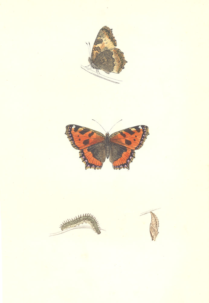 Associate Product BUTTERFLIES. Small Tortoise Shell (Morris) 1895 old antique print picture