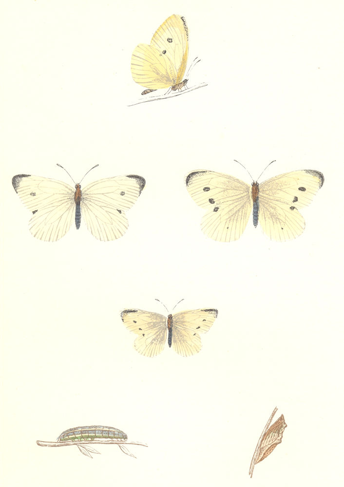 BUTTERFLIES. Small White (Morris) 1895 old antique vintage print picture