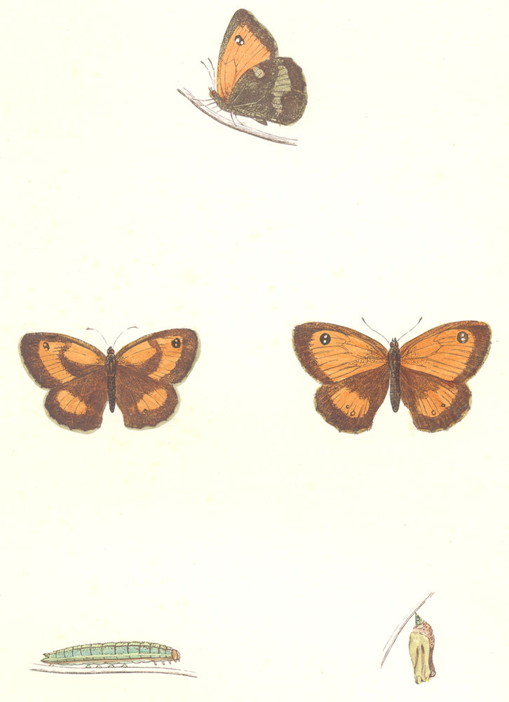 Associate Product BUTTERFLIES. Small Meadow Brown (Morris) 1895 old antique print picture