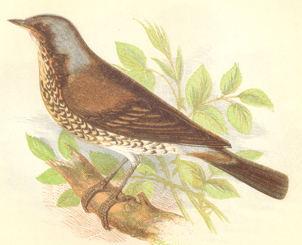 Associate Product BIRDS. Fieldfare (Anne Pratt) 1852 old antique vintage print picture