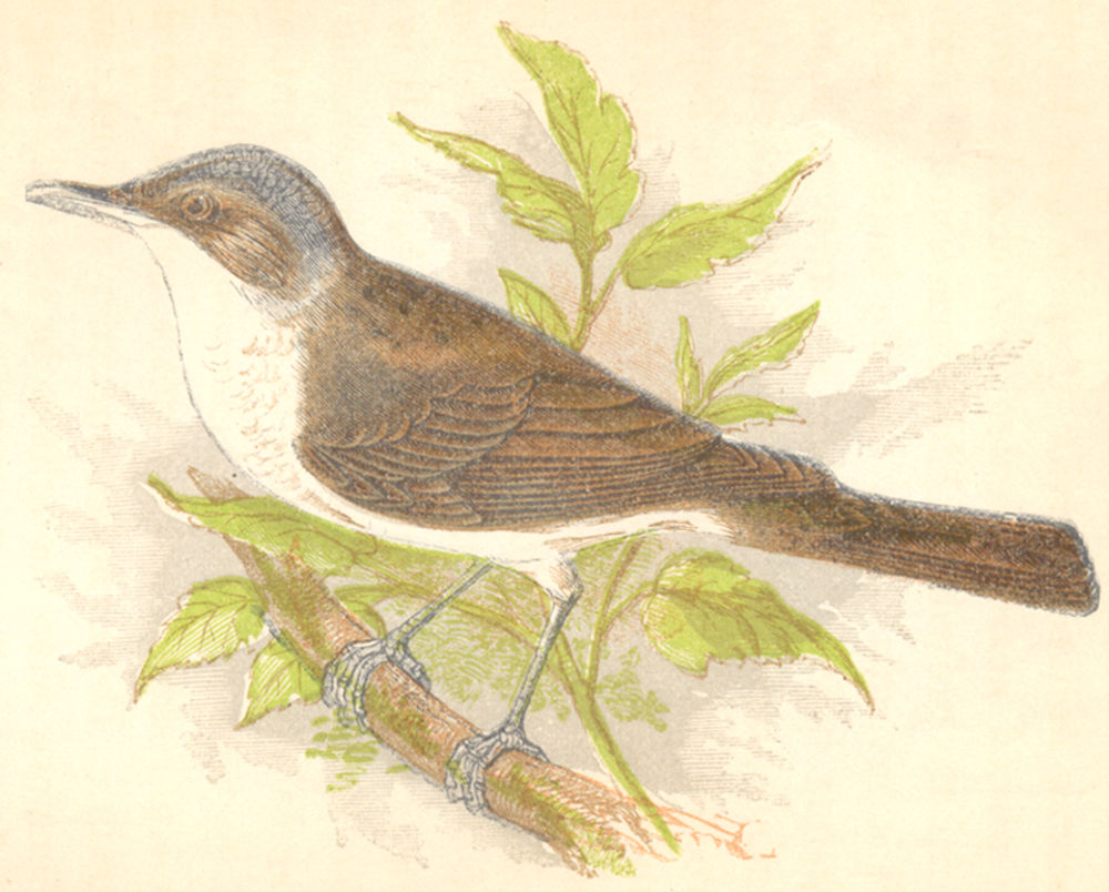 BIRDS. Lesser Whitethroat (Anne Pratt) 1852 old antique vintage print picture
