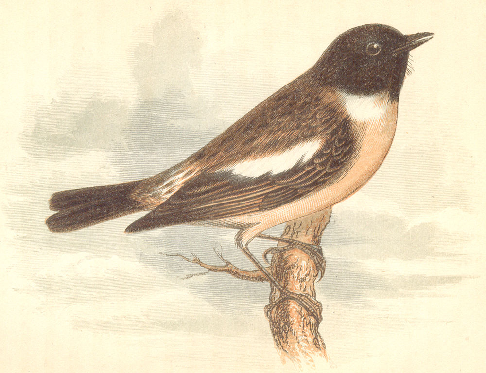 BIRDS. Stonechat (Anne Pratt) 1852 old antique vintage print picture