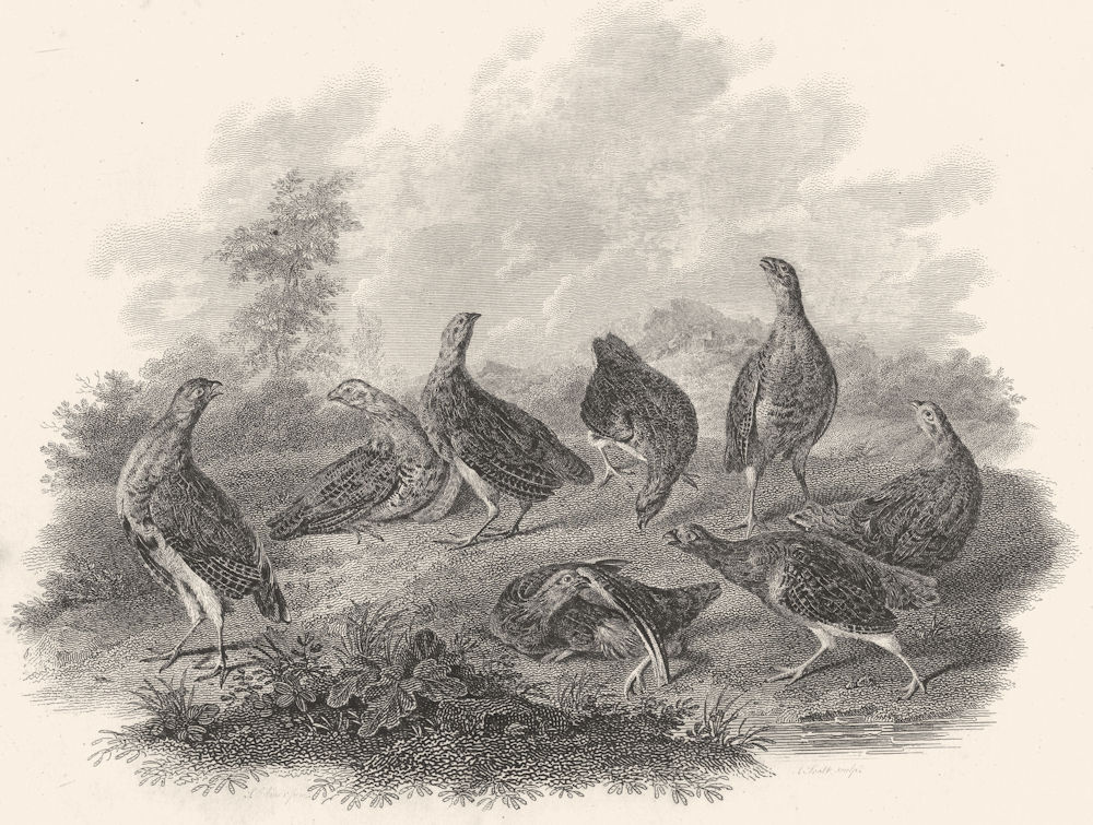 BIRDS. Covey of Partridges. Rural Sports.  1812 old antique print picture