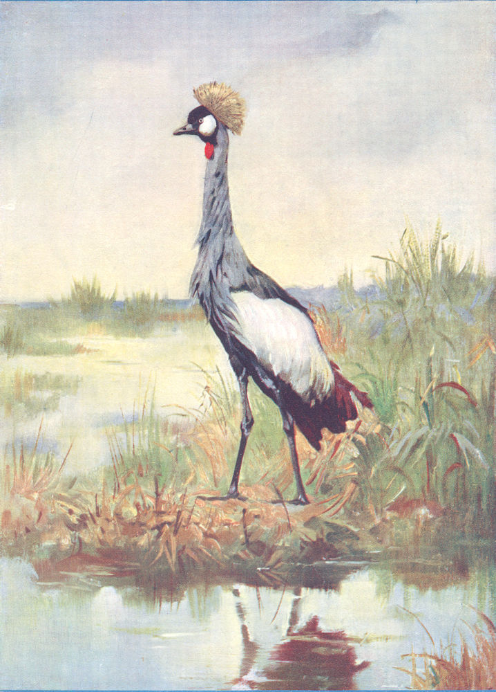 BIRDS. Cape Crowned Crane. (Africa) (Hutchinson) 1927 old vintage print