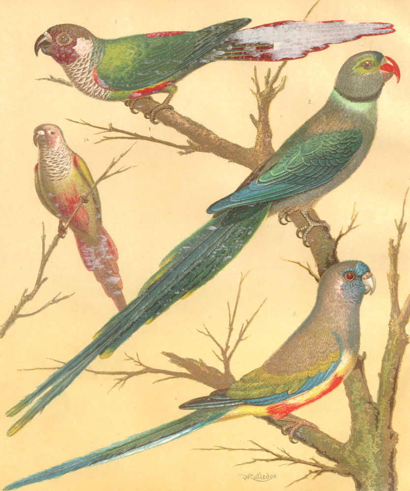 CAGE BIRDS. White- Eared Conure; Malabar, Blue- Bonnet Parrakeet.Blakston. 1892