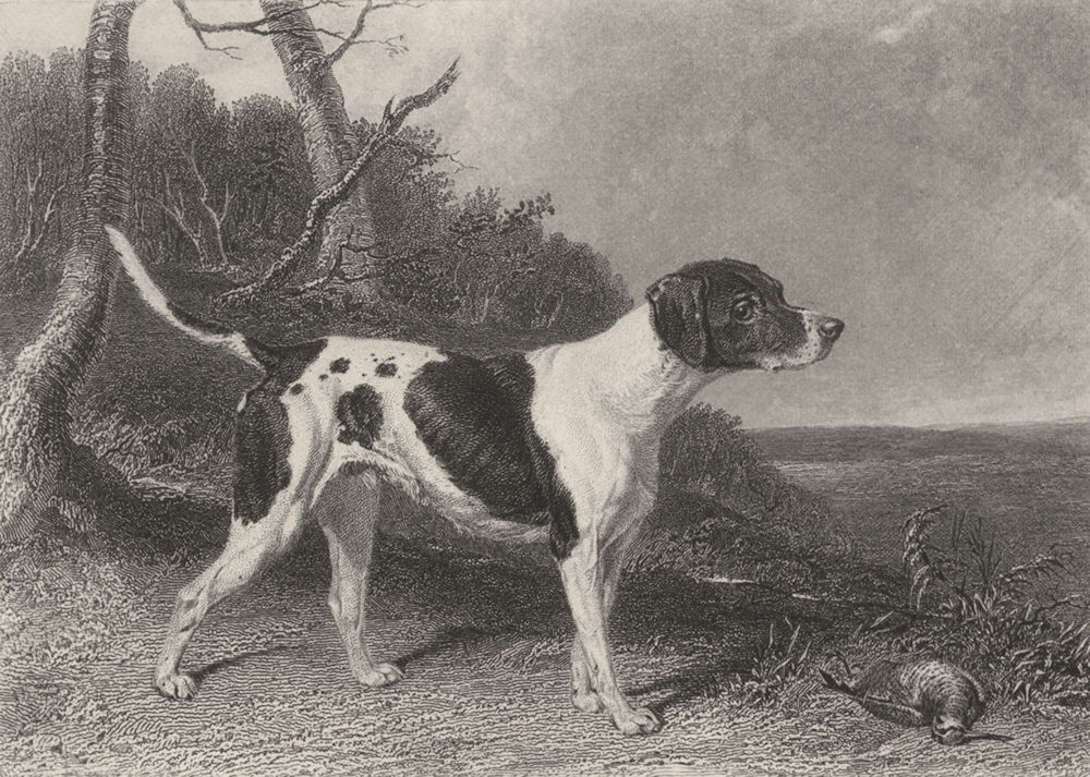 DOGS. Pointer. Good steel engraving. (Edward Jesse) 1888 old antique print