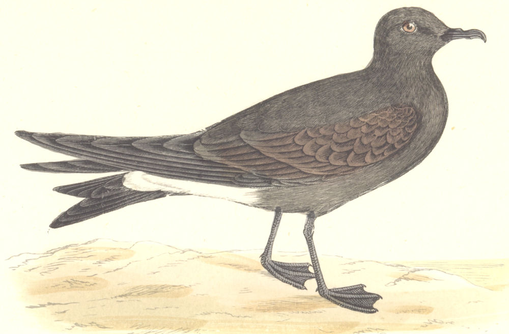 Associate Product BIRDS. Leach's Petrel. Found in Europe. Canada (Morris) 1880 old antique print