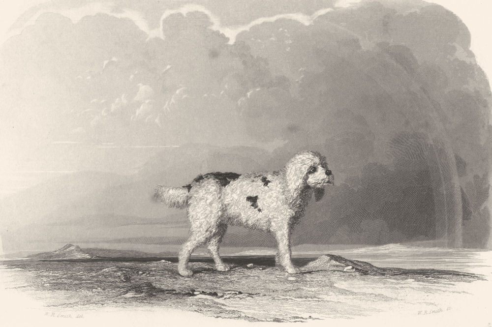 Associate Product DOGS. Poodle. Fine steel engraved vignette. Q. scarce (Edward Jesse) 1846