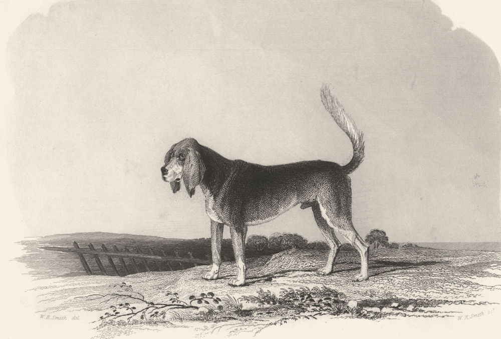 DOGS. Blood Hound. Scarce. (Edward Jesse) 1846 old antique print picture