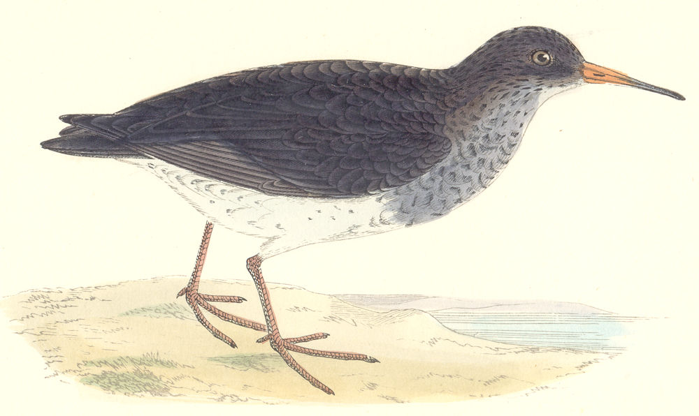 BIRDS. Purple Sandpiper. Found in Europe. N. America (Morris) 1880 old print
