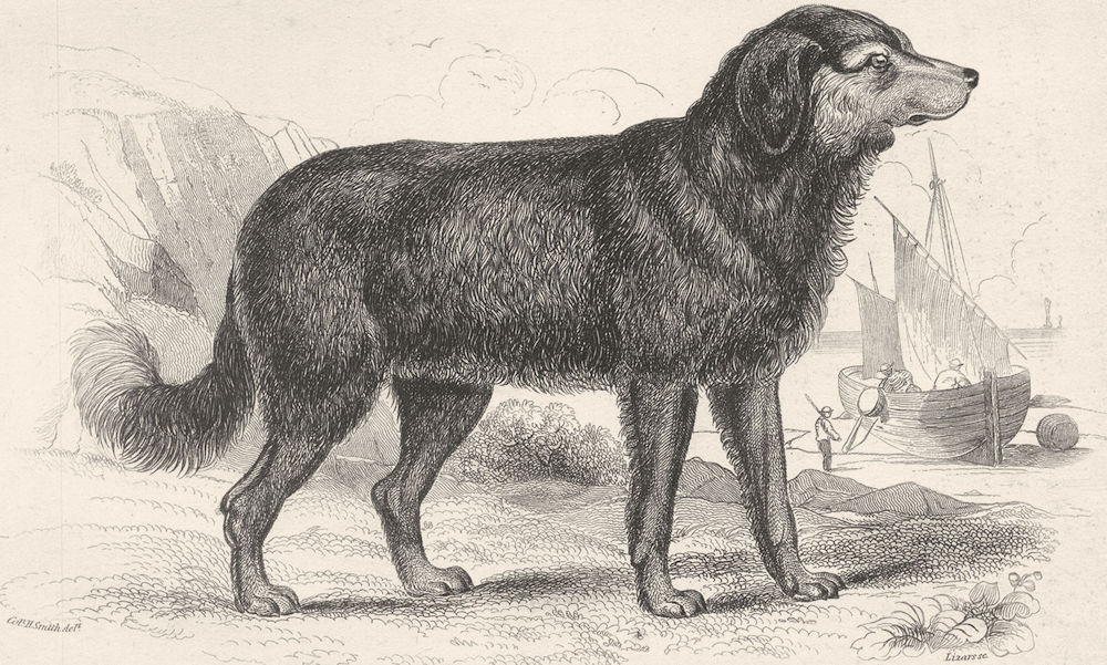 DOGS. The Newfoundland Dog. Original Breed. Vignette (Edward Jesse) 1858 print