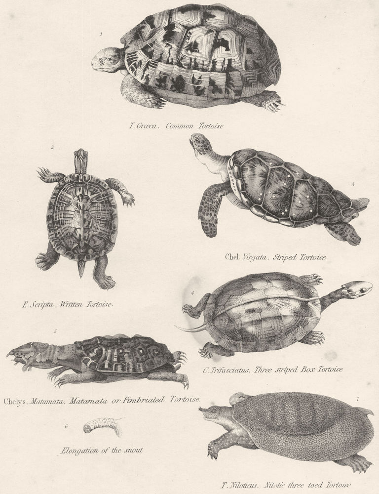 Associate Product TORTOISES. Cmn; Written; Striped; Matamata Fimbriated Box toed Tortoise 1860