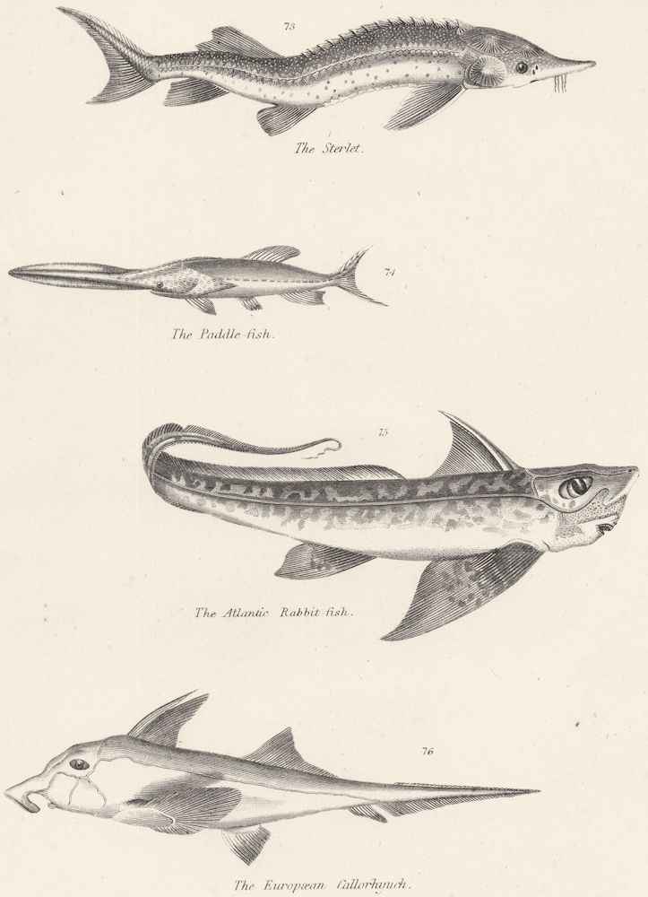 Associate Product FISH. Fishes. Sterlet; Paddle; Atlantic Rabbit; European Callorhyuch 1860