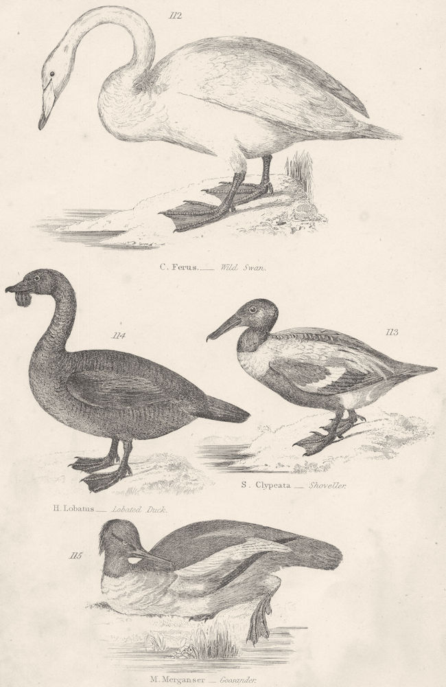 Associate Product BIRDS.Ferus-Swan.Lobatus-Lobated Duck;S.Clypeata-Shoveller.Merganser  1860