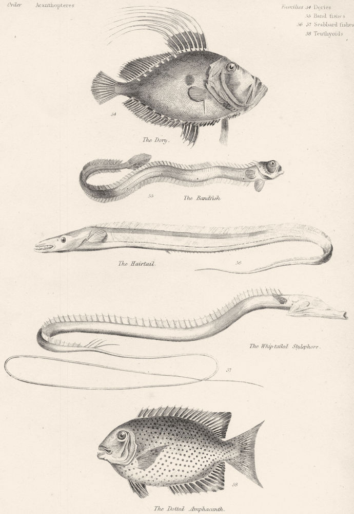 Associate Product FISH.Fishes;Dory;Bandfish;Hairtail;Whip-tailed Stylephore;Dotted Amphacanth 1860