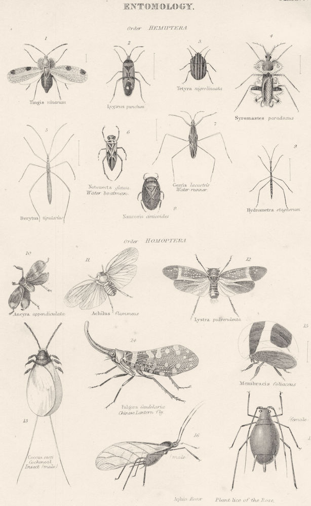 ENTOMOLOGY.Hemiptera;Water boatman;-runner;Chinese Lantern fly;Plant lice 1860