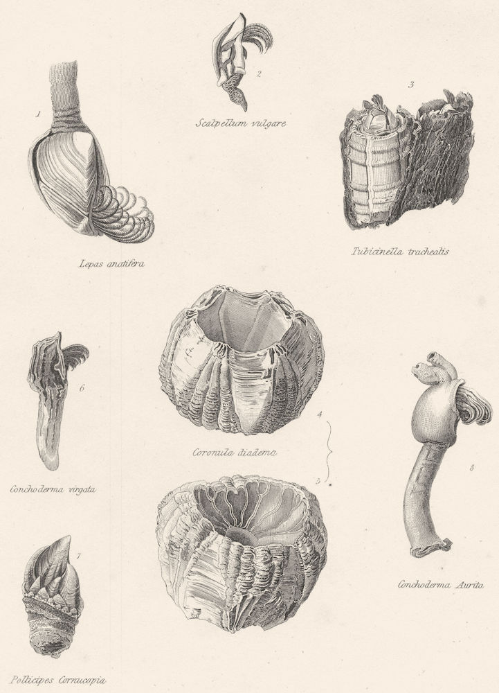 Associate Product CIRRIPEDES. Scalpellum Vulgare; Tubicinella trachealis; Conchoderma 1860 print