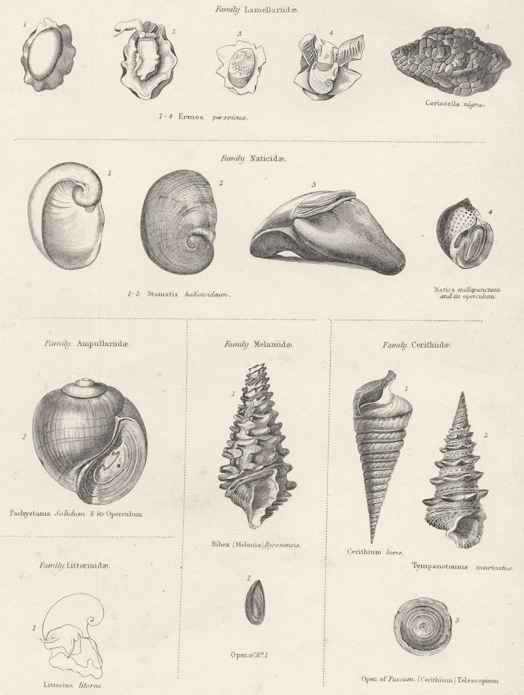 MOLLUSCS. Lamellariidae; Naticidae; Ampullariidae; Melaniidae; cerithiidae 1860