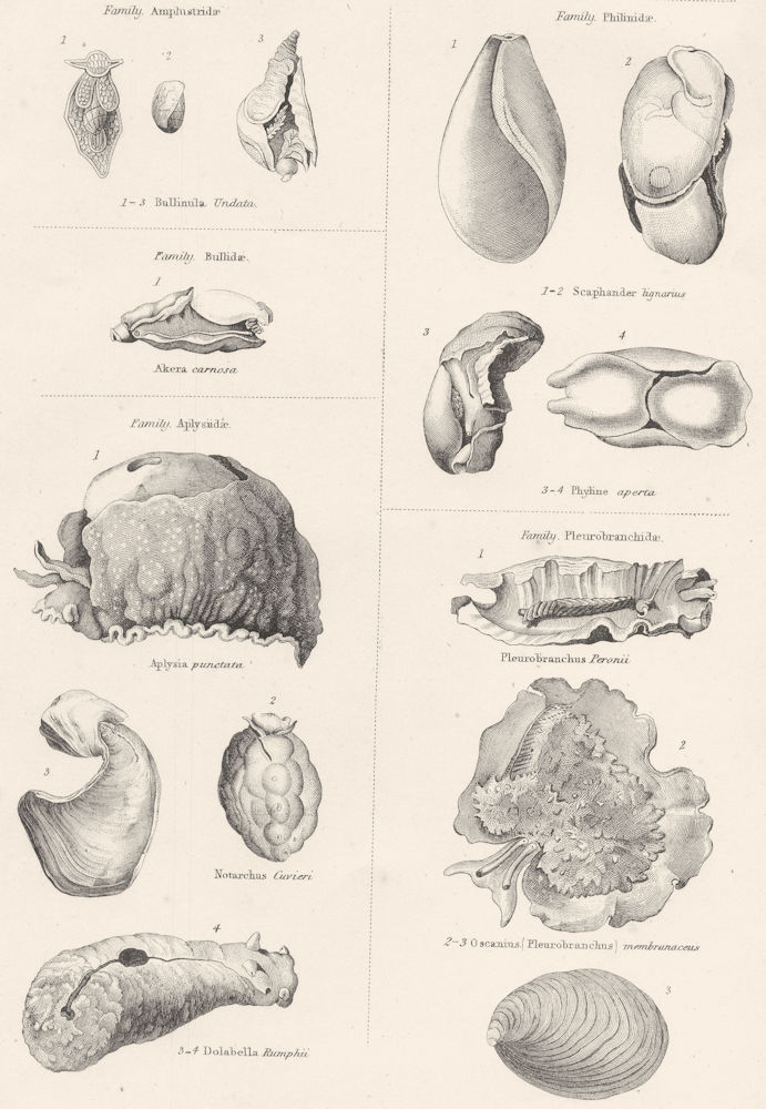 Associate Product MOLLUSCS. Amphustridae; Butlidae; Aplysiidae; Philinidae; Pleurobranchidae 1860
