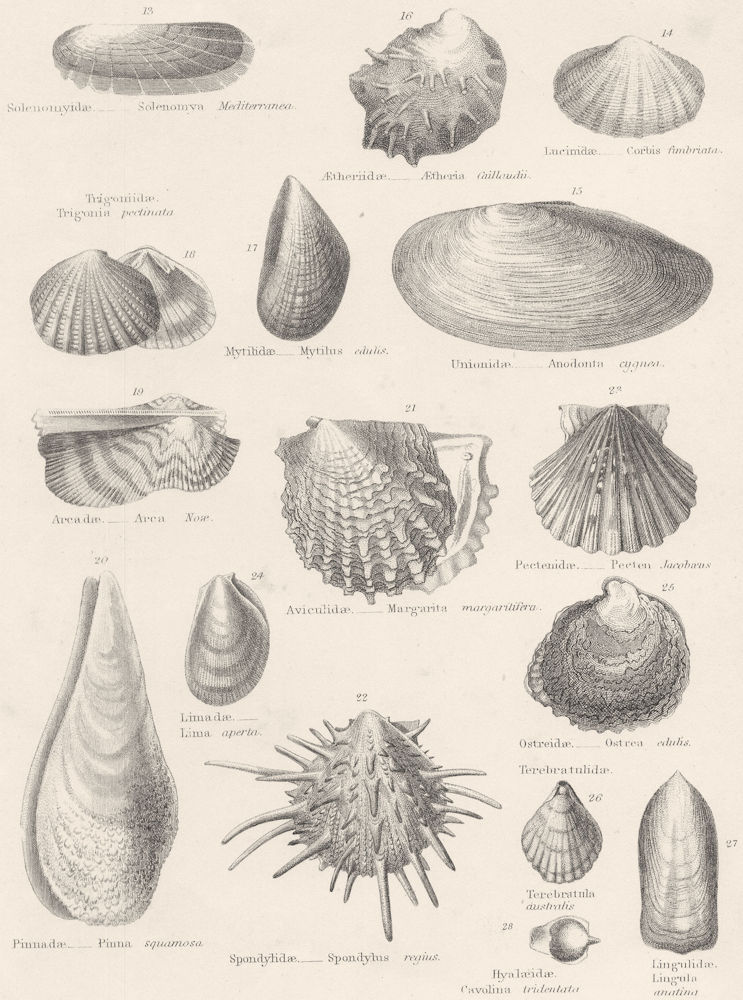Associate Product MOLLUSCS.Solenomyidae;Lucinidae;Unionidae;Aetheriidae;Mytilidae;Trigoniidae 1860