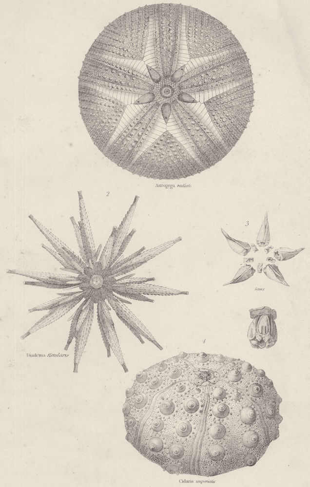 ECHINODERMATA CIDARIDAE. Astropyga radiata; Diadema fistularis; Jaws 1860