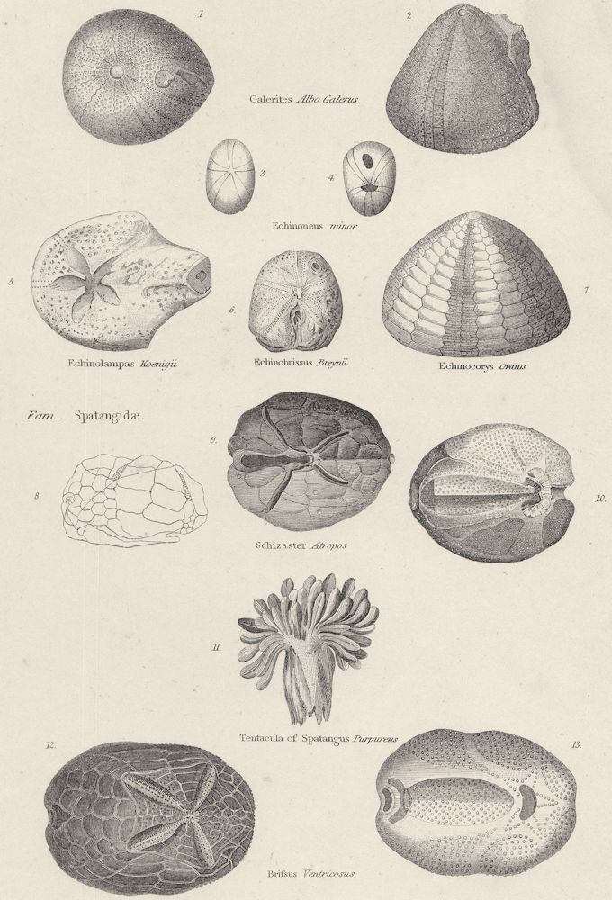 ECHINODERMATA GALERITIDAE. Galerites Albo Galerus; Echinoneus; Echinolampas 1860
