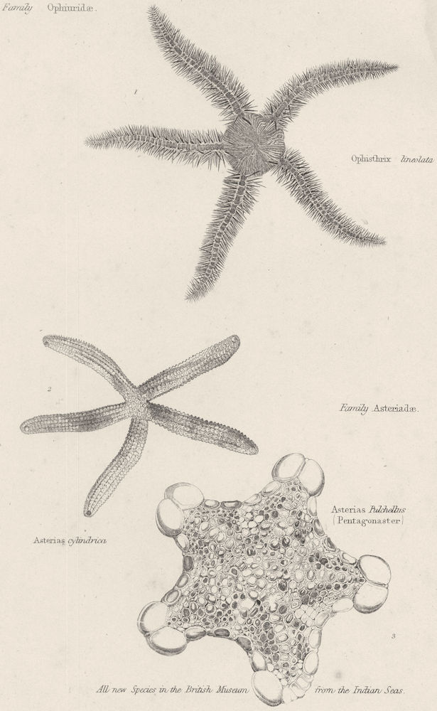 ECHINODERMATA OPHIURIDAE. Ophiothrix lineolata; Asterias cylindrica 1860 print