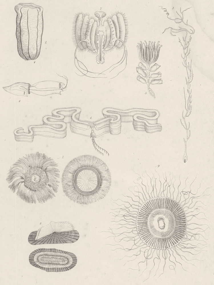 Associate Product ACALEPHAE. Stara Zagora macrostoma; Janira hexagona; Rhizophysa planostoma 1860