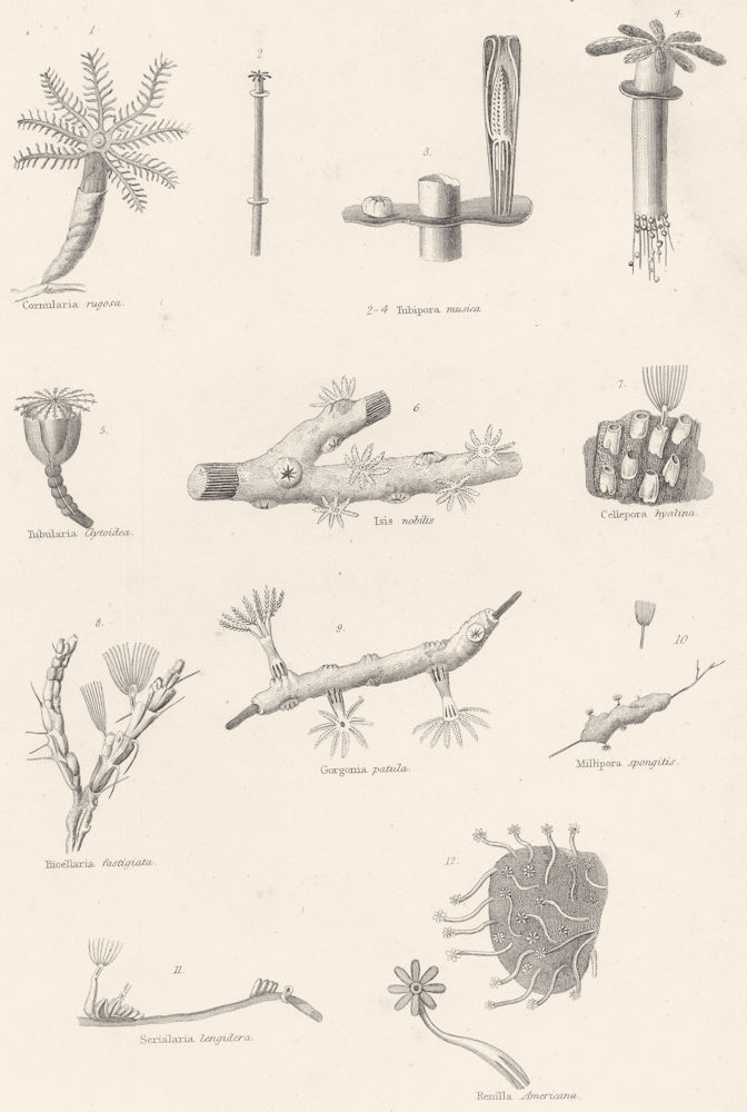 Associate Product POLYPS.Cornularia rugosa;Tubipora musica;Tubularia Clytoidea;Isis nobilis 1860