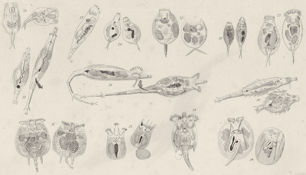 ROTATORIA.Triophthalmus;Cycloglena;Lepadella;Euchlanis;Colurus;Squamella 1860