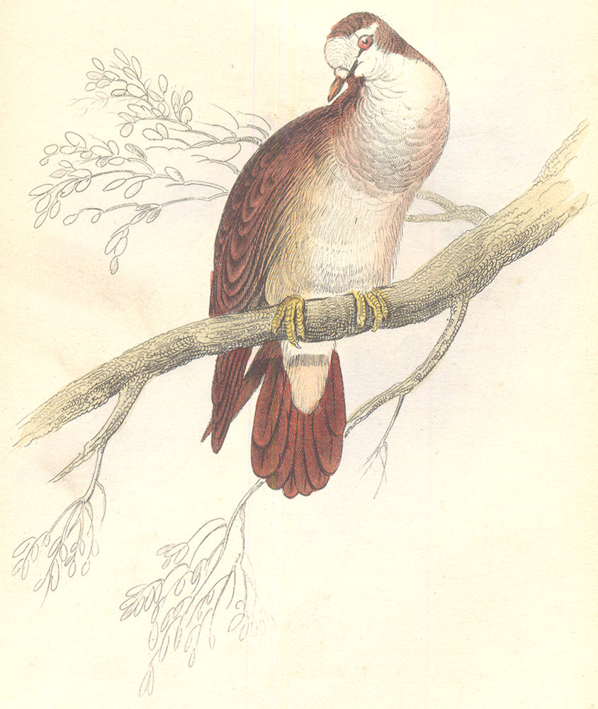 Associate Product BIRDS. Peristera Tympanistria. Original hand colouring. Prideaux John Selby 1835
