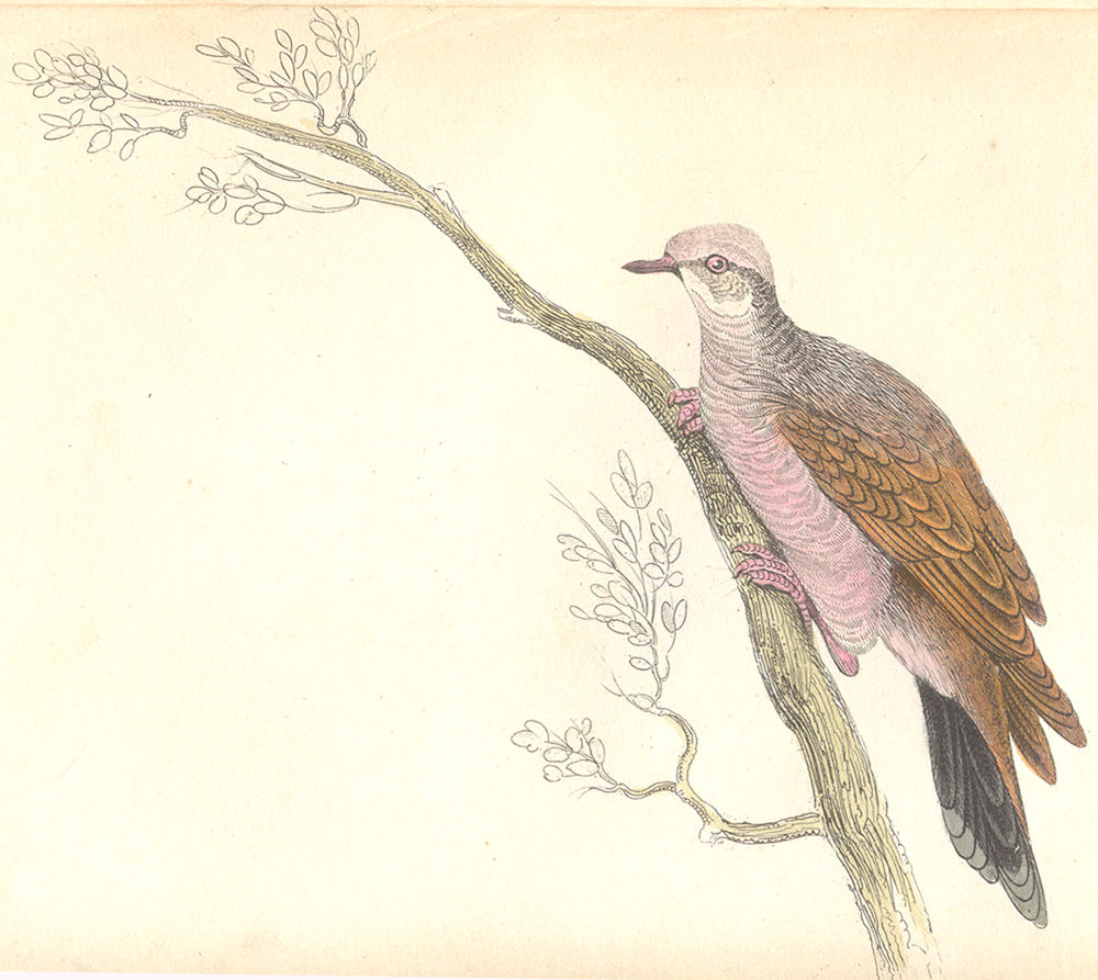 Associate Product BIRDS. Peristera Rufaxilla. Original hand colouring. Prideaux John Selby 1835