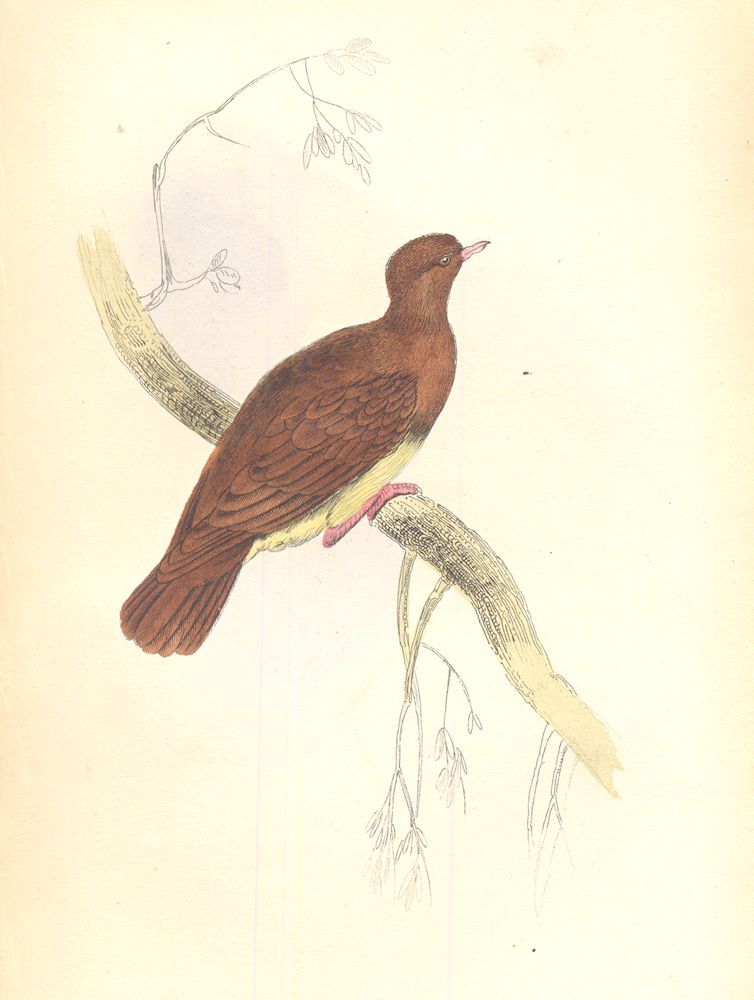 Associate Product BIRDS. Peristera Cuprea. Original hand colouring. Prideaux John Selby 1835
