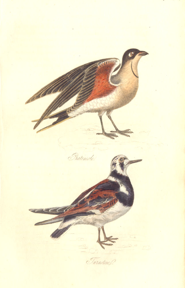 Associate Product BRITISH BIRDS. Pratincole; Turnstone. MUDIE. Hand coloured. 1835 old print