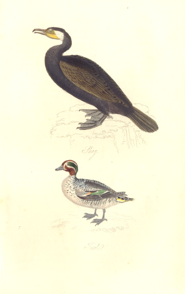 BRITISH BIRDS. Shag; Teal. MUDIE. Hand coloured. 1835 old antique print