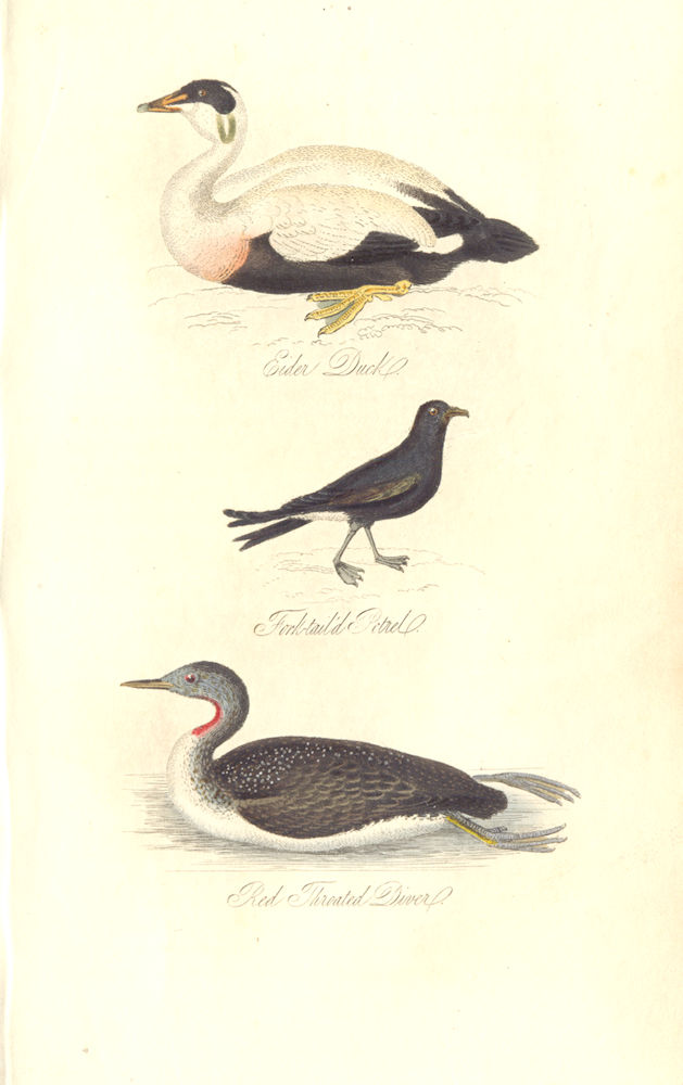 BRITISH BIRDS. Eider Duck; Fork-tailed Petrel; Red throated Diver. MUDIE. 1835