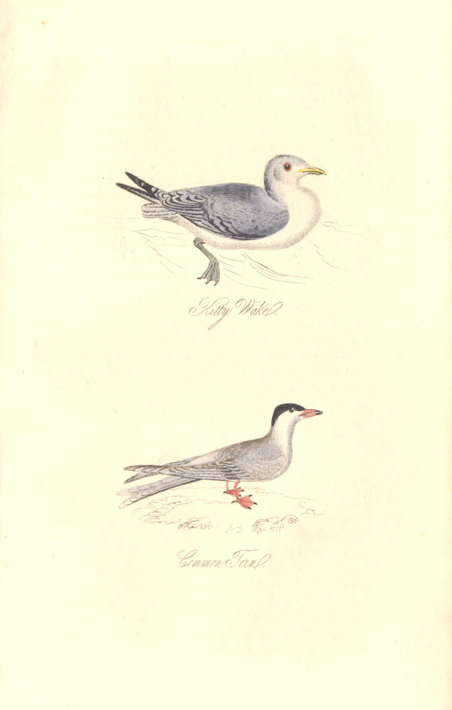 BRITISH BIRDS. Kitty Wake; Common Tern. MUDIE. Hand coloured. 1835 old print
